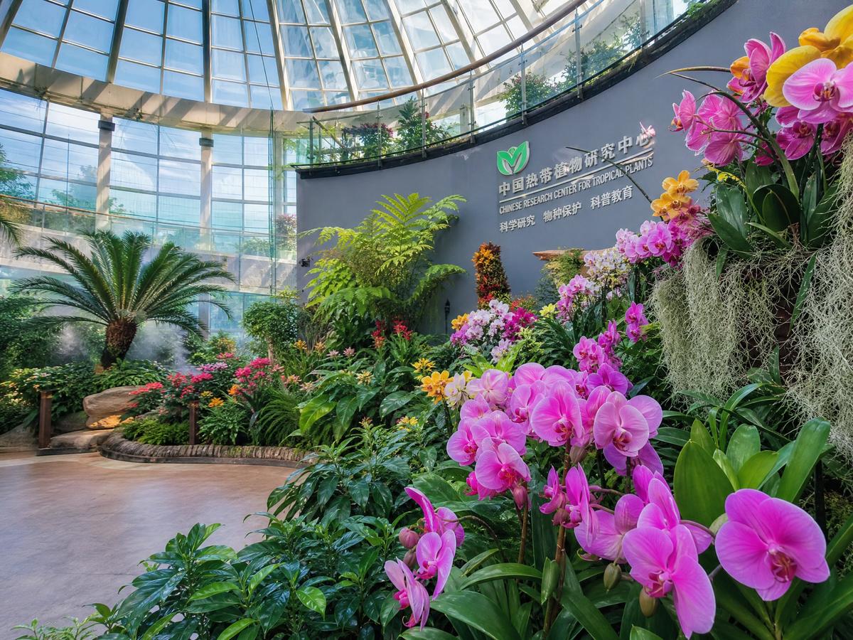 国产【植物视频演示】兰花养护全程视频教程，新手必看植物视频